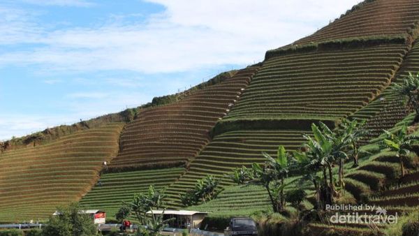 Kebun Bawang Mana yang Memiliki Pemandangan Seindah Ini?