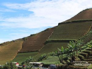 Kebun Bawang Mana yang Memiliki Pemandangan Seindah Ini?