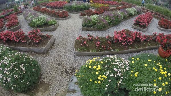 Kebun Begonia, Tempat Asyik Buat Kencan di Lembang