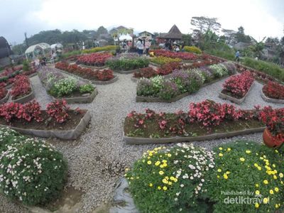 Kebun Begonia, Tempat Asyik Buat Kencan di Lembang