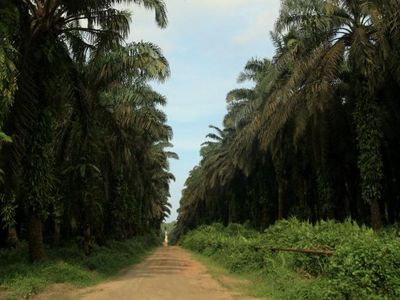 Kebun Kelapa Sawit