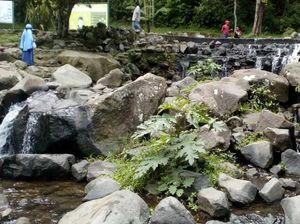 Kebun Raya Cibodas Adalah Destinasi Wisata Ramah Anak