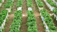 Kebun Stroberi Tidak Cuma di Bandung, Magelang Juga Ada