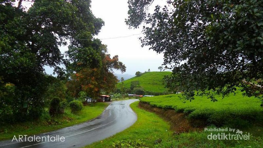 Kebun Teh Kaki Gunung Talang, Ini Puncak-nya Sumbar Kebun Teh Kaki Gunung Talang, Ini Puncak-nya Sumbar
