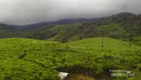 Kebun Teh Tersembunyi di Bandung Selatan