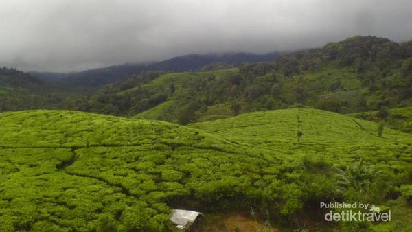 Kebun Teh Tersembunyi di Bandung Selatan