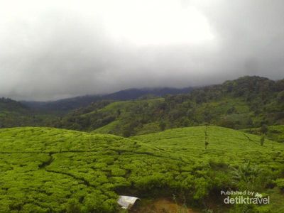 Kebun Teh Tersembunyi di Bandung Selatan