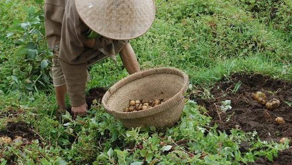 Kehidupan Petani di Dieng