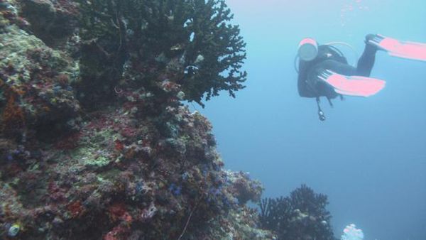 Keindahan Bawah Laut Maluku: Bagian 1