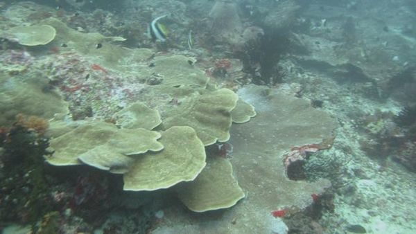 Keindahan Bawah Laut Maluku