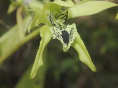 Kersik Luway, Surganya Tanaman Langka di Indonesia