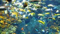 Ketika Great Barrier Reef Australia Pindah ke Jepang