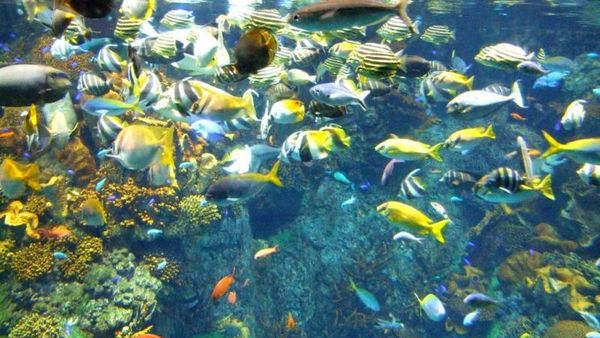 Ketika Great Barrier Reef Australia Pindah ke Jepang