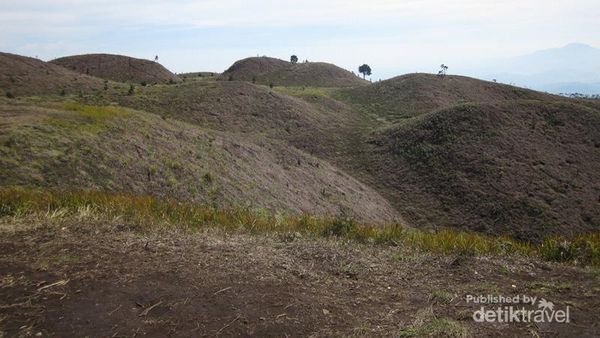 Ketika Kemarau Menyapa Bukit Teletubbies di Gunung Prau