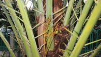 Ketika Pohon Kurma Berbuah di Kota Sabang