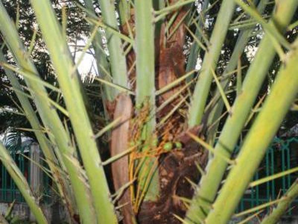 Ketika Pohon Kurma Berbuah di Kota Sabang