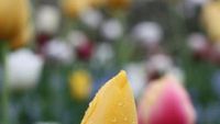 Keukenhof, Karpet Tulip Warna-warni nan Cantik di Belanda