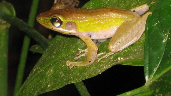Kodok Taman Nasional Gn. Palung
