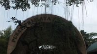 Kumbo, Si Raja Gorila di Ragunan