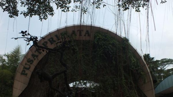 Kumbo, Si Raja Gorila di Ragunan