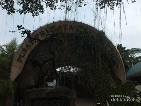 Kumbo, Si Raja Gorila di Ragunan