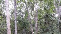 Lebih Dekat Dengan Alam di Hutan Pelawan, Bangka
