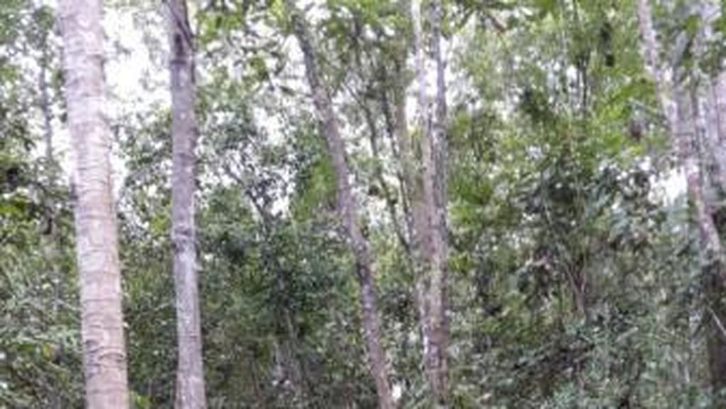 Lebih Dekat Dengan Alam di Hutan Pelawan, Bangka Lebih Dekat Dengan Alam di Hutan Pelawan, Bangka