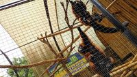 Lebih Dekat dengan Aneka Satwa di Batu Secret Zoo