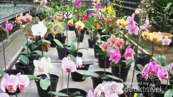 Libur Akhir Pekan, Belanja Bunga di Lembang