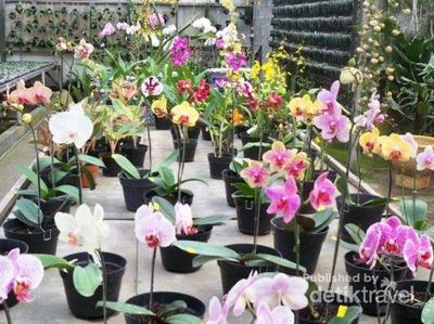Libur Akhir Pekan, Belanja Bunga di Lembang