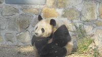 Libur Imlek Bersama Panda Lucu di Beijing Zoo