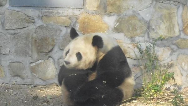 Libur Imlek Bersama Panda Lucu di Beijing Zoo