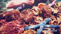 Libur Panjang di Karimunjawa? Jangan Lupa Snorkeling