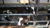 Libur Paskah ke Mana? Yuk Bermain dengan Anak Sapi di Bandung