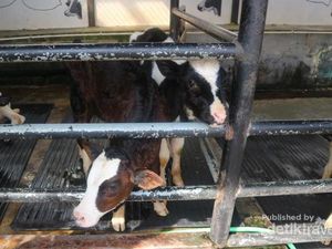 Libur Paskah ke Mana? Yuk Bermain dengan Anak Sapi di Bandung