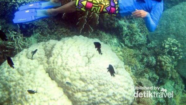 Liburan ke Karimunjawa dan Kawah Ijen