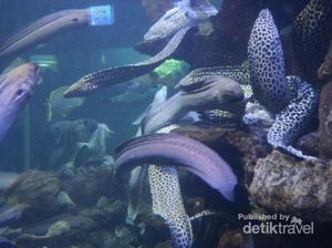 Liburan Sekolah di Sea World Ancol