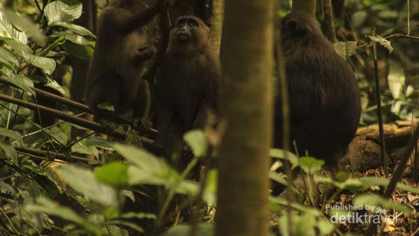 Lihat Lebih Dekat, Si Kera Hitam dari Sulawesi Selatan