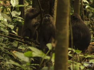 Lihat Lebih Dekat, Si Kera Hitam dari Sulawesi Selatan