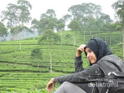 Long Weekend Melepas Penat di Kebun Teh Pagilaran