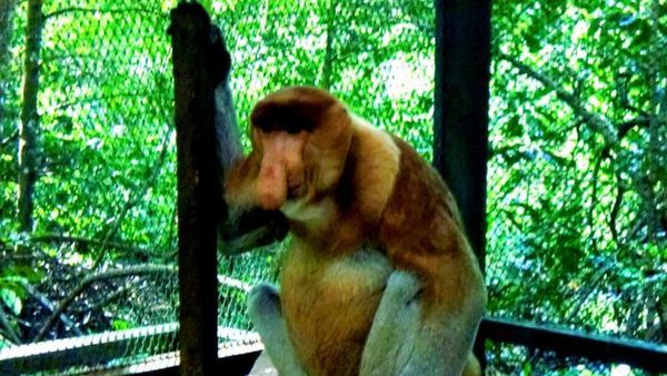 Lucunya Si Hidung Panjang Bekantan di Tarakan