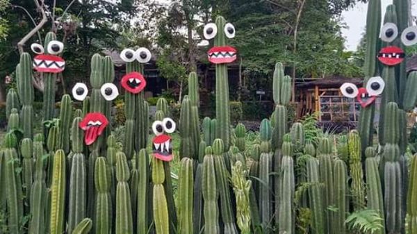 Lucunya Tanaman Kaktus di Taman Anggrek Kediri