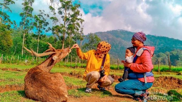 Main dengan Rusa yang Menggemaskan di Ranca Upas