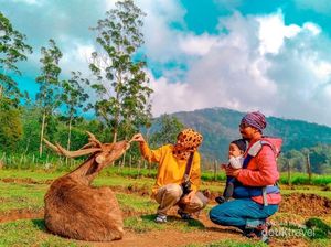 Main dengan Rusa yang Menggemaskan di Ranca Upas