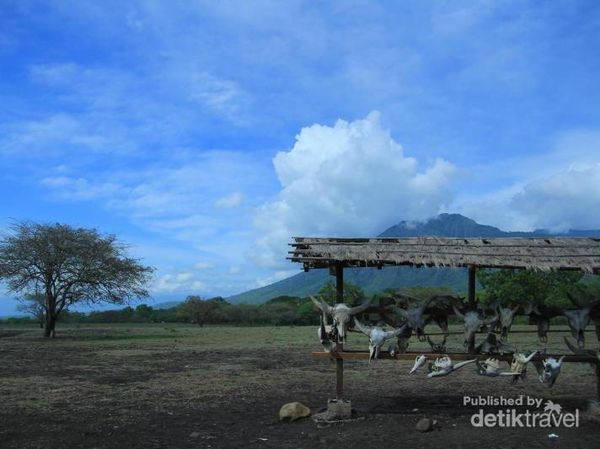 Mari Bertualang ke Africa Van Java