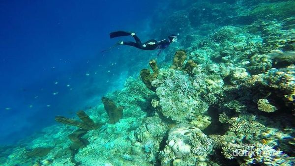 Masya Allah, Cantik Sekali Bawah Laut Togean
