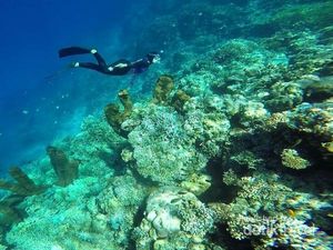 Masya Allah, Cantik Sekali Bawah Laut Togean
