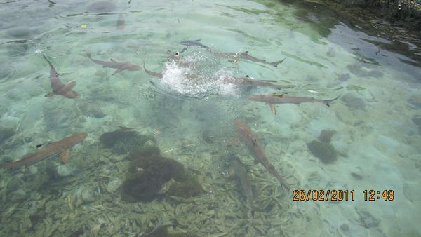 Melepas Bayi Penyu Lucu di Pulau Menjangan, Jepara