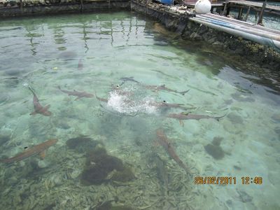 Melepas Bayi Penyu Lucu di Pulau Menjangan, Jepara