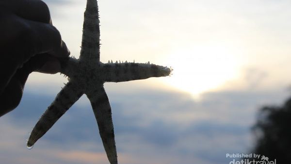Melihat Bintang Laut di Pulau Pari, Kepulauan Seribu